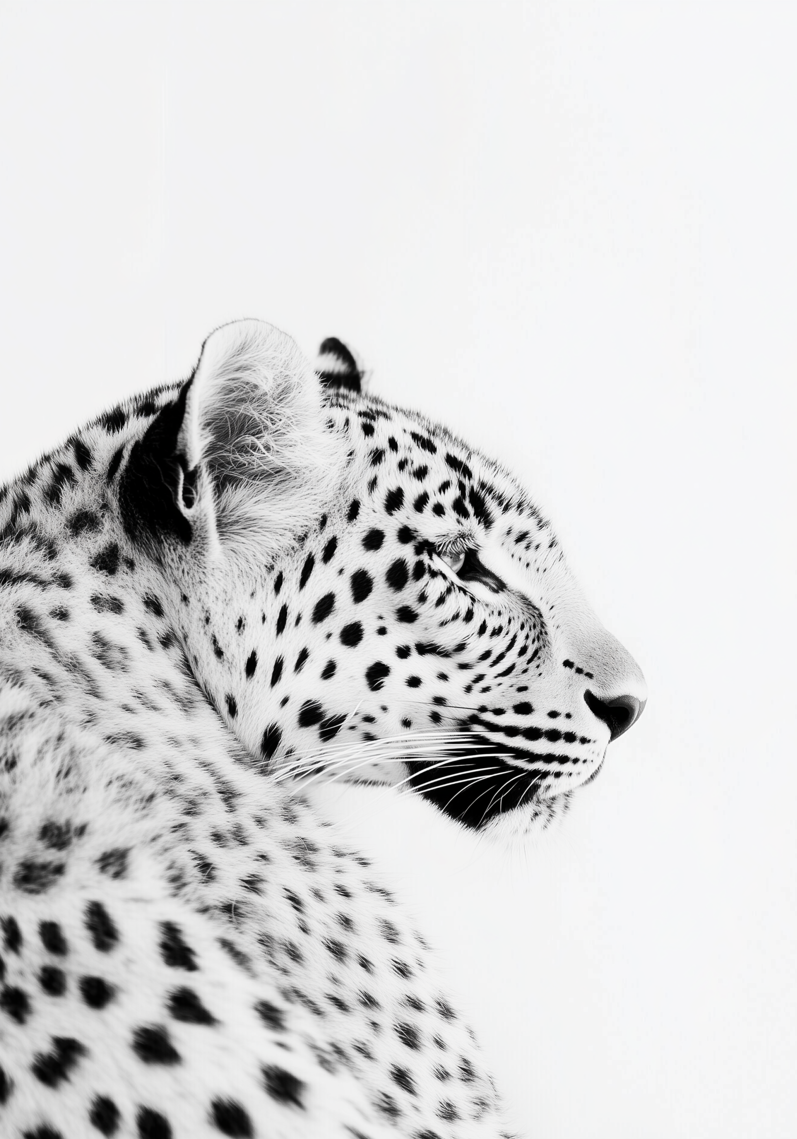 Black and White Leopard poster visad rakt fram – Bozetto affisch i hög tryckkvalitet