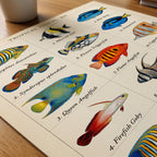 Tropical Fish Grid Poster – närbild på papper