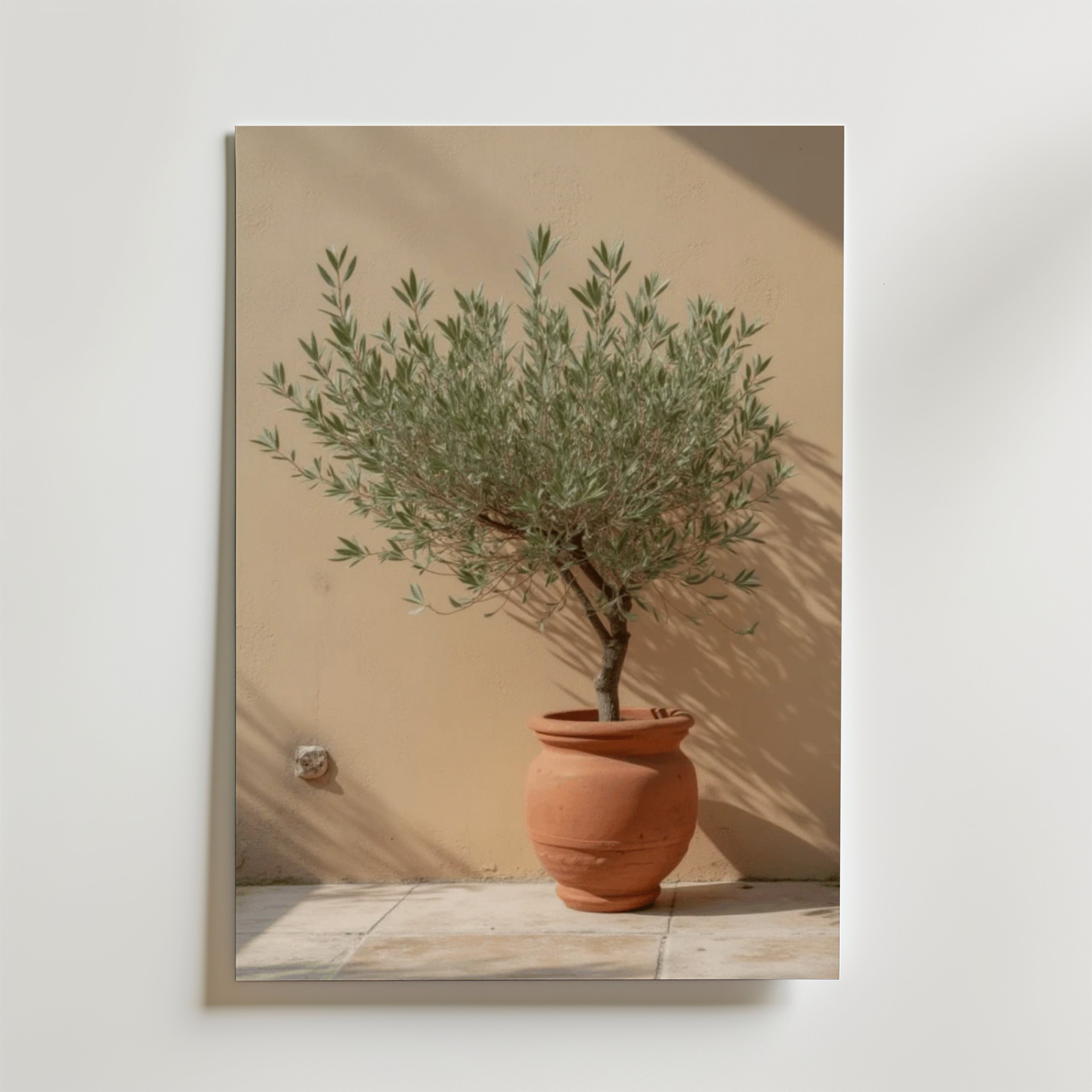 Potted olive tree – stilfullt konsttryck från Bozetto, tryckt på matt finpapper i hög tryckkvalitet