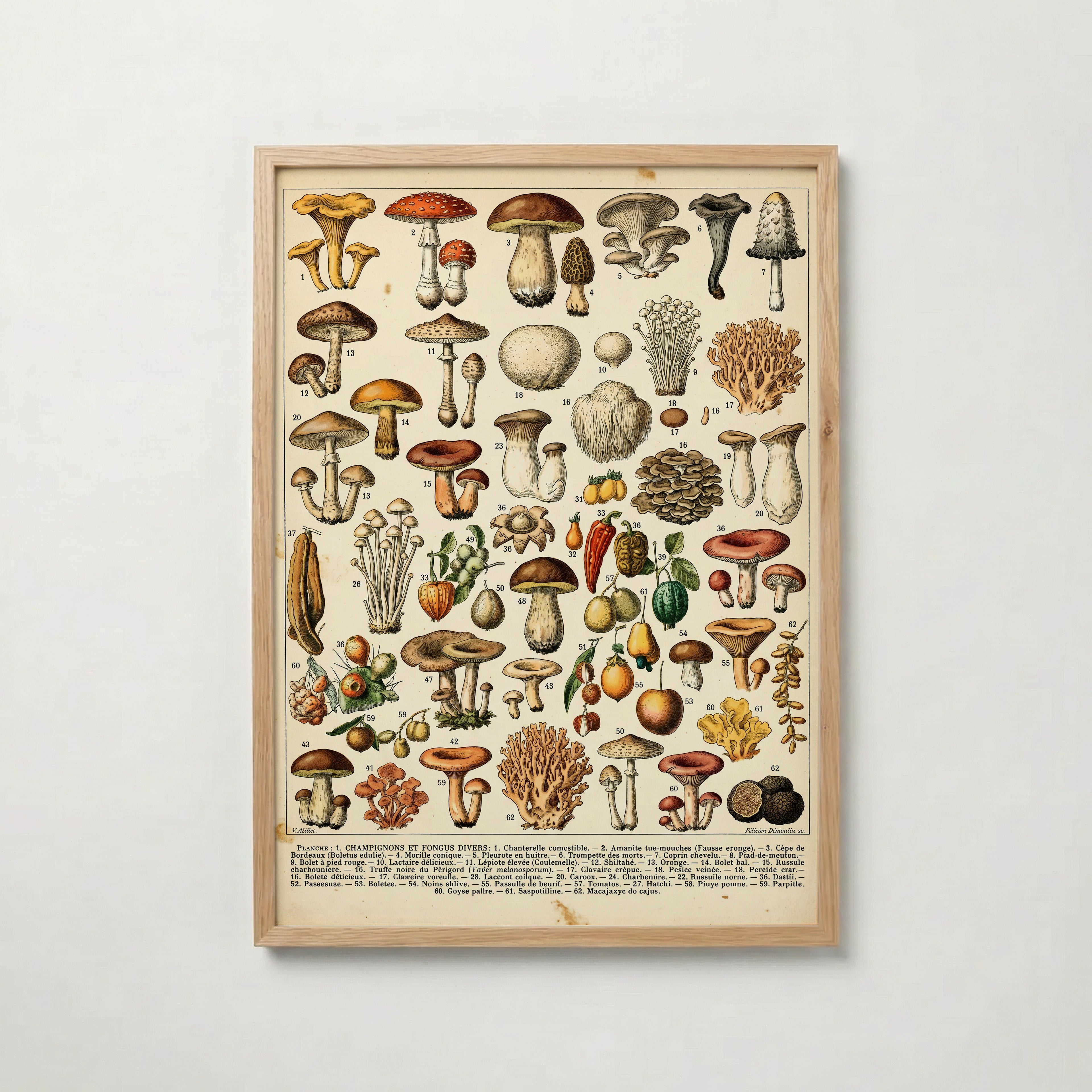 Champignons Divers Poster med ekram