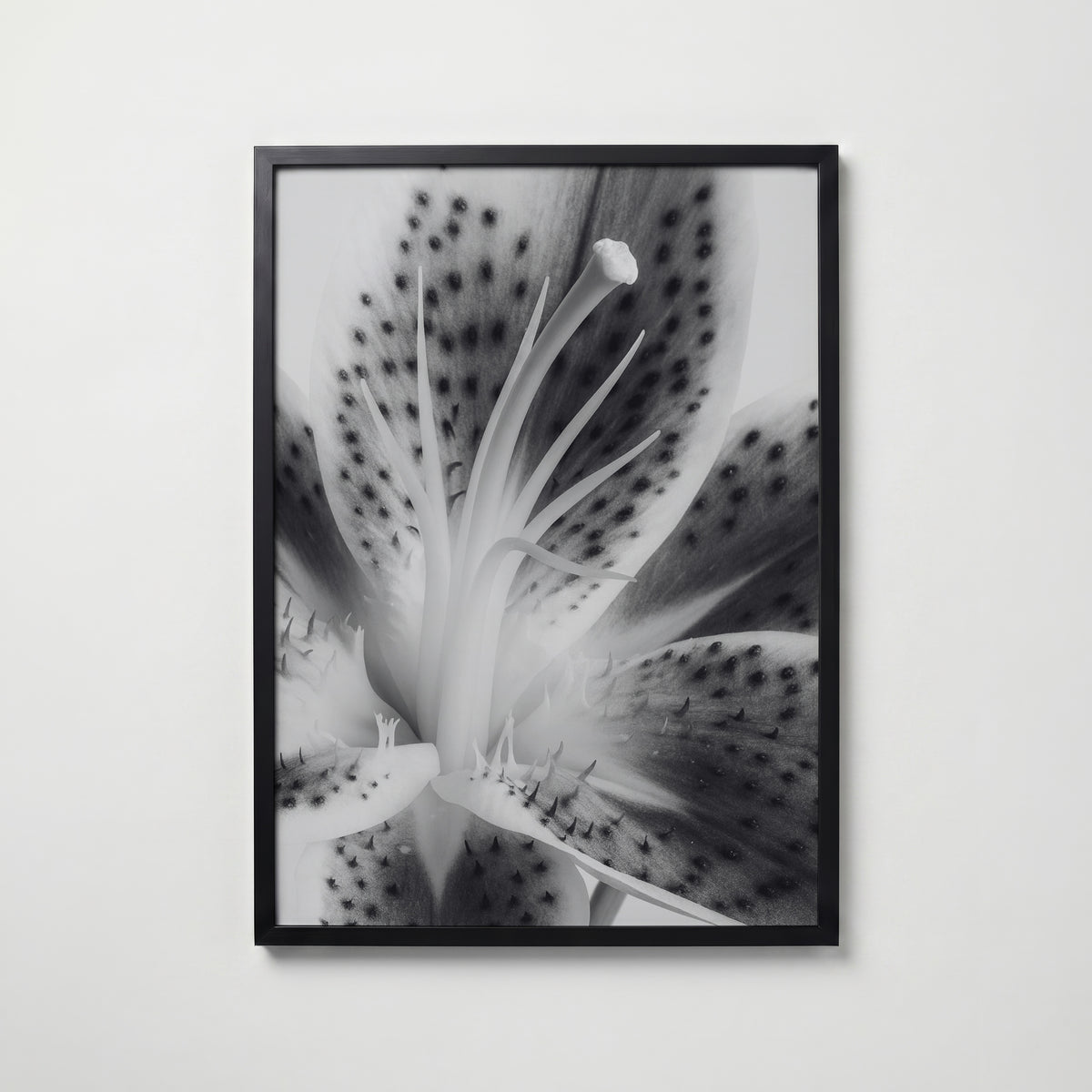 Lily In Bloom Poster – svart ram