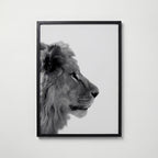 Lion In Profile Poster – svart ram